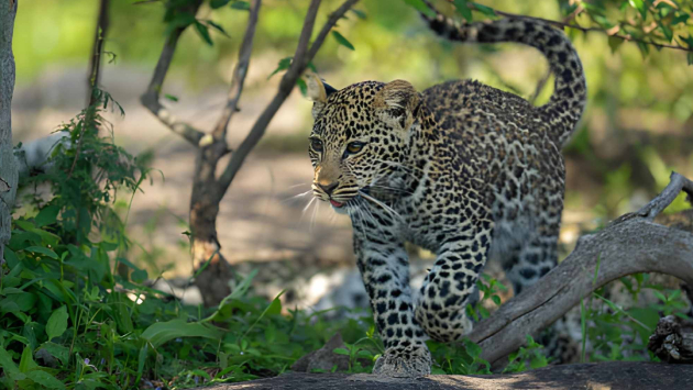 No more jeeps allowed in Yala, Wildlife Department warns